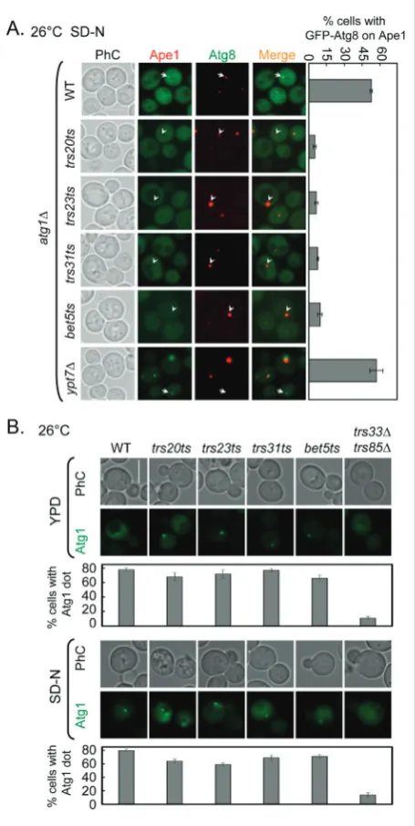 Fig. 3. The recruitment of Atg8 to the PAS is affected in trs20ts, trs23ts, trs31ts and bet5ts mutant cells