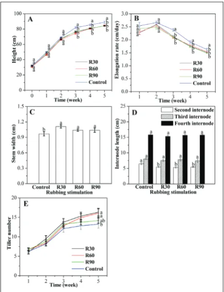 Fig. 2. Changes in biomass (A), root:aboveground ratio, (B) and dead leaf biomass (C) of rice (Oryza sativa L.) under rubbing stimulation of the aboveground part for 35 days