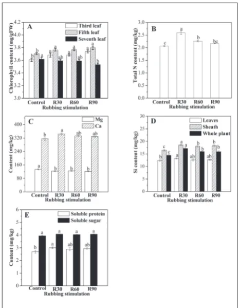 Fig. 3. Changes in SOD (A), POD (B), CAT (C), MDA (D), mem-brane permeability (E) and root activity (F) of rice (Oryza sativaL.) under rubbing stimulation of the aboveground part for 35 days