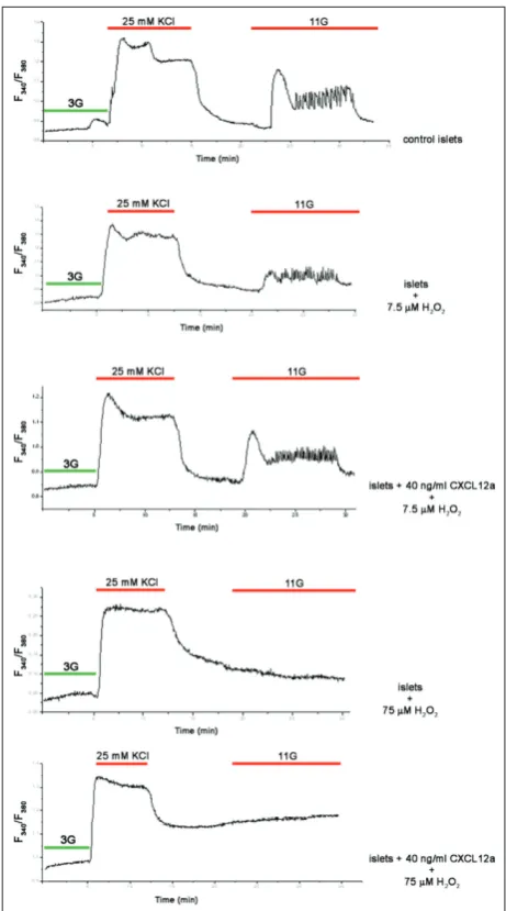 Fig. 2. Treatment of pancreatic islets with CXCL12α preserves islet’s functionality by normalizing Ca2+ uptake