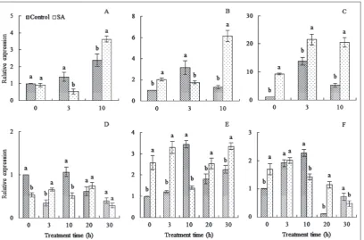 Fig. 4. Influence of exogenous SA on CBF-relative expression levels in peach floral organs under freezing stress
