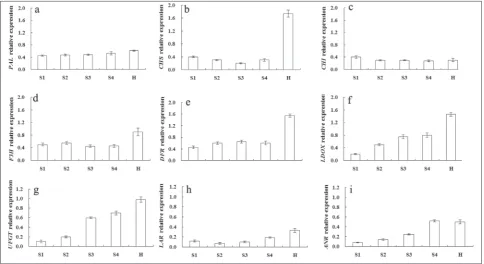 Fig. 3. Relative expression of genes during blood-flesh peach fruit development. Values are means±standard error