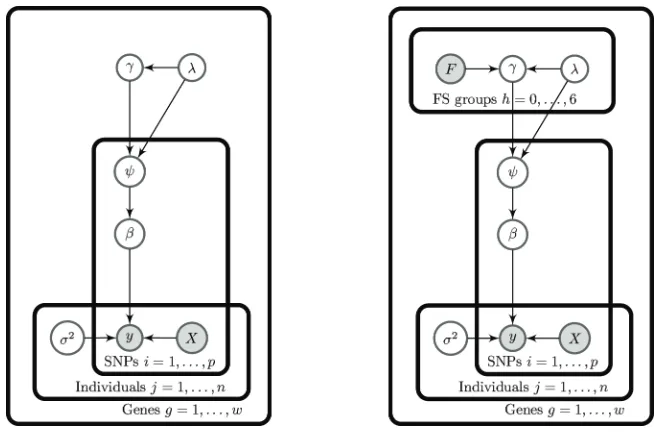 Figure 1: Directed acyclic graphs (DAGs) for the standard Normal Gamma (left) and the NormalGamma including functional information from the FS scores (right).The DAGs highlight theobserved variables (grey) and parameters (white) that relate to SNPs, individuals, FS score groupsor genes.