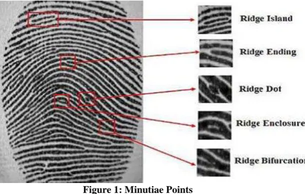 Figure 1: Minutiae Points  