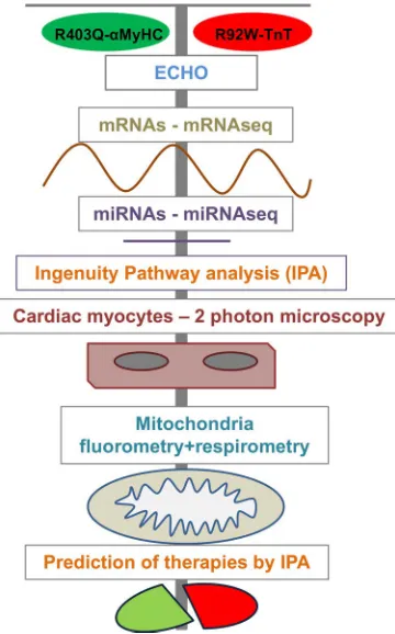 Table 1. Echocardiography results in anesthetized mice