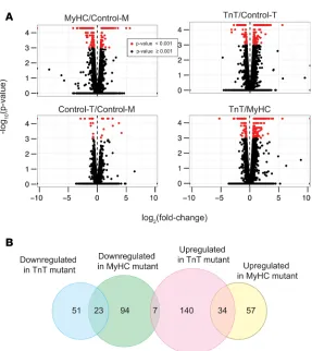 Figure 2. mRNA-seq analysis. (logA) Volcano plots showing the 2(fold change) and –log10(P value) of each mRNA in the pairwise comparison of the 2 mouse genotypes; mRNA data with P < 0.001 (q < 0.05) using 2-sided unpaired Student’s t test (n = 3 biological