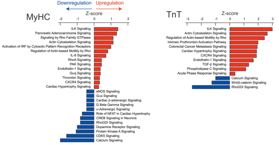 Figure 4. Ingenuity pathway analysis of mRNA-seq data. IPA identified pathways that were significantly (or downregulated (P < 0.032) upregulated (Z score > 0) Z score < 0) in MyHC and TnT mutants