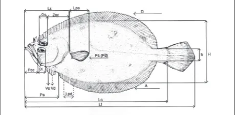 Fig. 1. Study area and sampling localities in the central Adriatic: A – Kornati archipelago (depth range: 90-120 m); B – Murter chan-nel (depth range: 85-100 m); C – south off Žirije (depth range: 95-140 m); arrows represent the fishing direction.