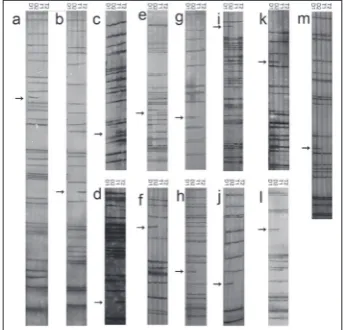 Fig. 2. Examples of MSAP analysis in flowers of diploid and auto-tetraploid of Brassica rapa