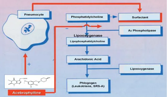 Fig. 2: Effects on mucus and antiinflammatory action of acebrophylline. (Modified from G Cocco, GIMT (Suppl 1); 1992: 103-107)  