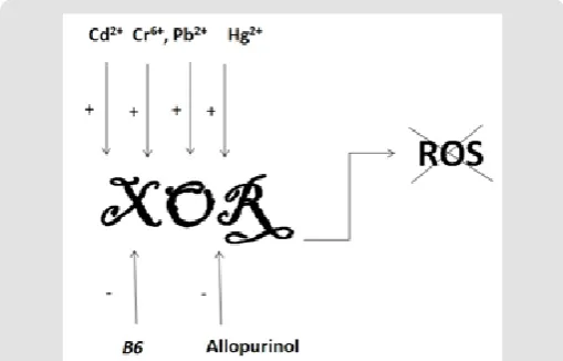 Figure 1:  Reversed by B6 impact of heavy metals on XOR activity.