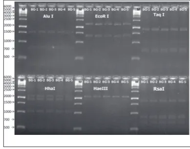 Fig 2. Phylogenetic tree based on nucleotide sequences of the 16S rRNA gene belonging to the phytoplasma 16SrI group with other phytoplasma by the neighbor-joining algorithm