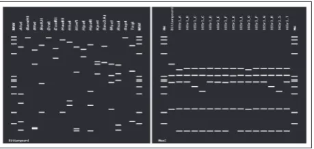 Fig 5. Virtual RFLP patterns obtained by in silico digestion using iPhyClassifier for the R16F2/R16R2 fragment of the 16S rRNA gene from bitter gourd littleleaf phytoplasma (BitLL)