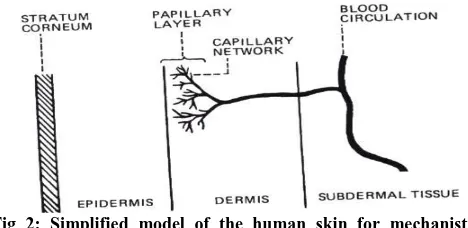 Fig 1: Cross section of skin 