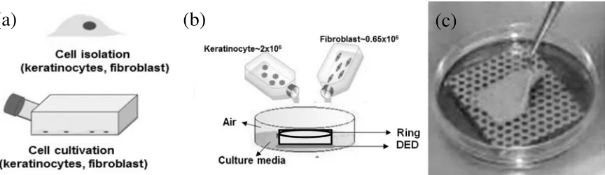Figure 1.  Preparation of Tissue Engineered (TE) Skin: (a) Cell Isolation; (b) Cell Seeding; (c) Air-Liquid Interface 