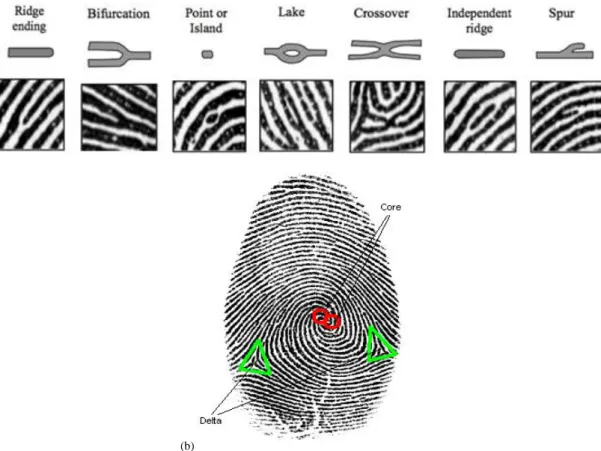 Figure 2.1.  a) fingerprint minutiae; b) fingerprint singularity points. 