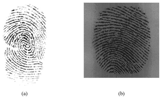 Figure  4.2:  Two  examples  of  fingerprint  images  (a)  Core  with  undesirable  noise
