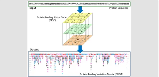 Figure 1: The procedure from sequence to protein folding variations. 27 Protein Folding Shapes Code (PFSC) is presented in the cubic