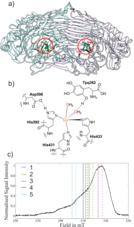 Fig. 2(a) X-ray structure of the Copper Amine Oxidase (AGAO) homodimer(pdb code: 1IU7)52 from A