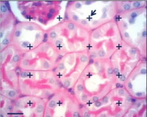 Fig. 1. Microscopic section of the kidney showing the glomerulus, proximal and dis-tal convoluted tubules