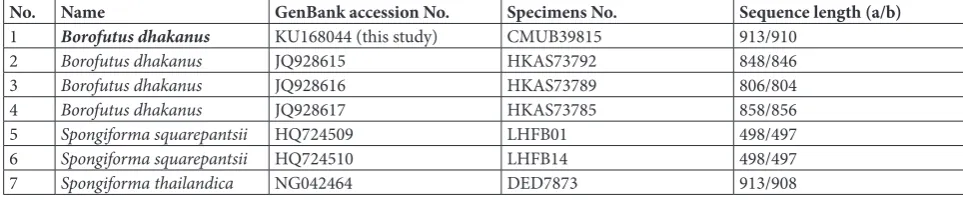 Table 2 The 28S rDNA sequence length of Borofutus dhakanus CMUB39815, HKAS73785, HKAS73789 and HKAS73792 compared with those of two Spongiforma species.