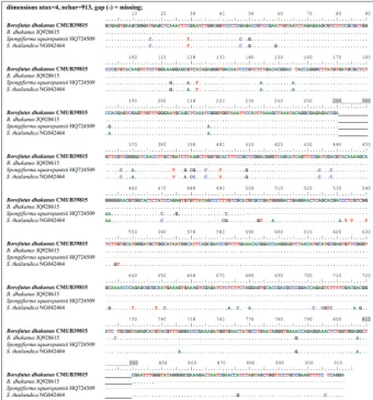 Fig. 2. Multiple base pair indels in 28S rDNA sequence of Borofutus dhakanus CMUB39815 (910 bases), which is very similar to a sequence of JQ928615 but different from those of two Spongiforma species