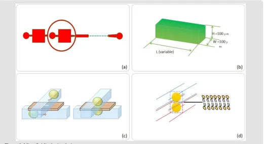 Figure 1: Microfluidic device design steps, (a) Flow focusing microfluidic system with chamber areas of choice, (b) Chamber/channel dimensions, (b) Pro- posed action of top-bottom anchoring, (d) Droplet interface bilayer by two interacting droplets.