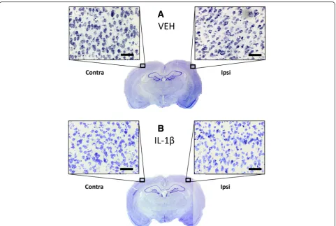 Fig. 10 Cresyl violet-stained sections to assess cell death. Both coronal rat brain sections are taken at the level of the barrel cortex where imagingside where the injection and data acquisition took place