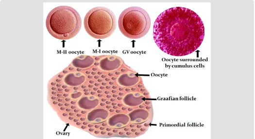 Figure 1: Diagrammatic presentation of human ovary (source of oocytes). In the top row are developmental stages of oocyte and an oocyte surrounded by cumulus cells