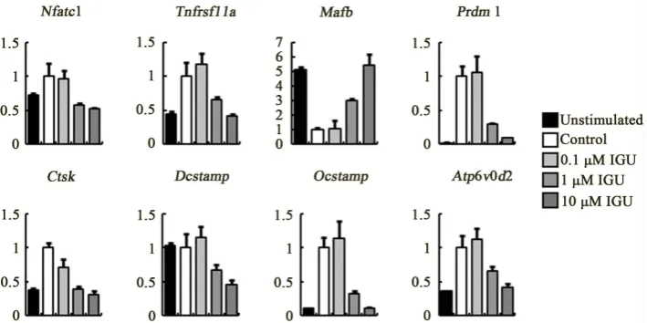 Figure 5. stream of NFATc1, Tnfrsf11a; the negative regulator of NFATc1, Mafb; the negative regulator of MafB, Prdm1; NFATc1-regulated osteoclast functional gene, Ctsk, and NFATc1-regulated genes required for cell-cell fusion, Dcstamp, Ocstamp and Atp6v0d2