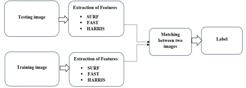 Fig. 2: Sample birds image 