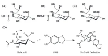 Fig. 1. The main sialic acid types and DMB-derivatization. A − Neu5Ac, B − Neu5Gc, C – KDN, D − Sialic acid derivatization reaction with DMB agent for determination of sialic acids.