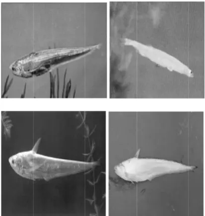 Fig 1: DmorpholoDepicting the ogical featureslength of thes (fins) e fish through its 