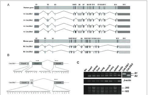 Fig. 1. Two forms of Cdc25b transcript are expressed in mouse tissues. A – genomic structure of human and mouse CDC25B genes