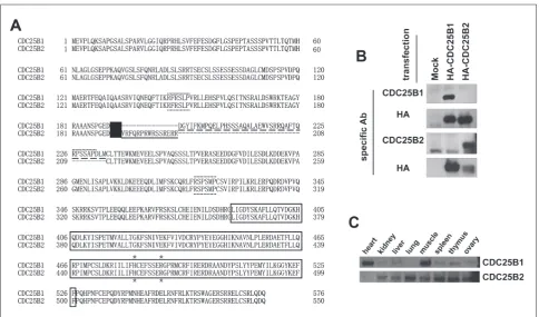 Fig. 2. The expression of two forms of mouse CDC25B proteins. A – alignment of two isoforms of mouse CDC25B proteins