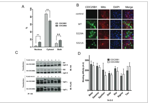 Fig. 3. Localization of Cdc25 in the cells. A – the difference in the localization of CDC25B1 and Cdc25B2
