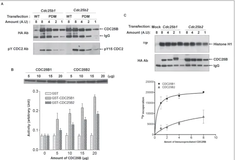 Fig. 4. The difference between Cdc25B1 and Cdc25B2 in the phosphatase activity. A –affinity of CDC25Bs were tested with substrate-trapping method