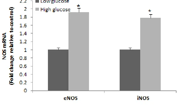 Figure 1. The effect of 5.5 mM glucose concentration, as basal concentration, (black bar) and 25 mM glucose concentration (grey bar) on  eNOS and iNOS expression assessed by RT-PCR in HUVECs after 24 hours incubation (37oC, 5% CO2) Data are represented as 