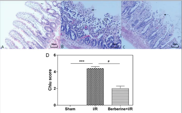 Fig. 1. The evaluation of intestinal injury with Chiu’s scores by optical microscopy. Black arrow denotes areas of bleeding and necrosis