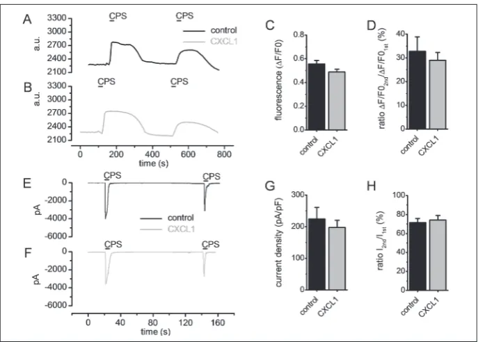 Fig. 2. The effect of CXCL1 on TRPV1 in cultured DRG neurons. Representative traces of [Ca2+]i induced by two capsaicin applications in control conditions (A) and after CXCL1 application (B)