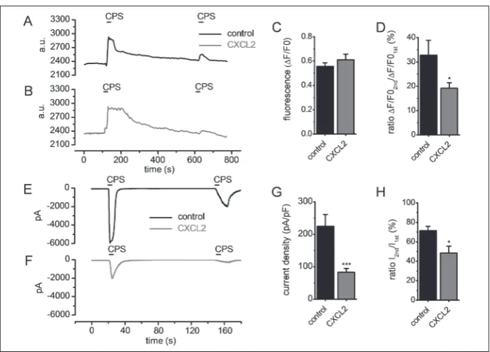 Fig. 3. The effect of CXCL2 on TRPV1 in cultured DRG neurons. Representative traces of [Ca2+]i induced by two capsaicin applications under control conditions (A) and after CXCL2 application (B)