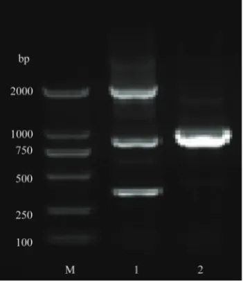 Fig. 1S. hfq mutant strain was identified by PCR. M − marker; 1 − upstream of the identification fragment; 2 − downstream of the identification fragment.