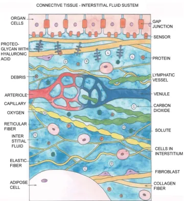 Figure 2. This diagram summarizes the basic constituents in the interstitium/(connective tissue- interstitial-fluid, or CTIF system), with the interstitial fluid playing important parts
