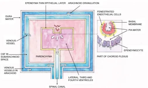 Figure 3. Schematic representation of the blood-CSF barrier and the classical model of brain drainage via vein vessels