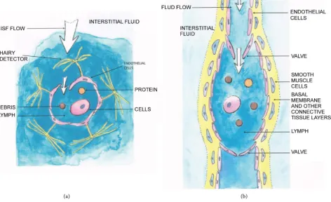 Figure 5. (a) Cross-section of an initiative lymphatic vessel with hairy detector. This type of vessel is built of over-lapping endo-cle and para-vascular cells
