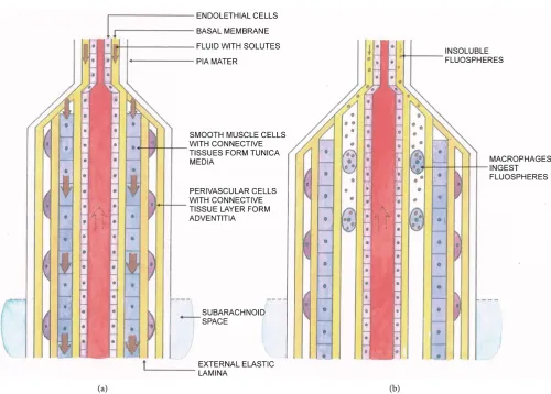Figure 7. (a) Schematic representation of a longitudinal section of a capillary joined to an artery vessel passing through the parenchymal (light grey color)
