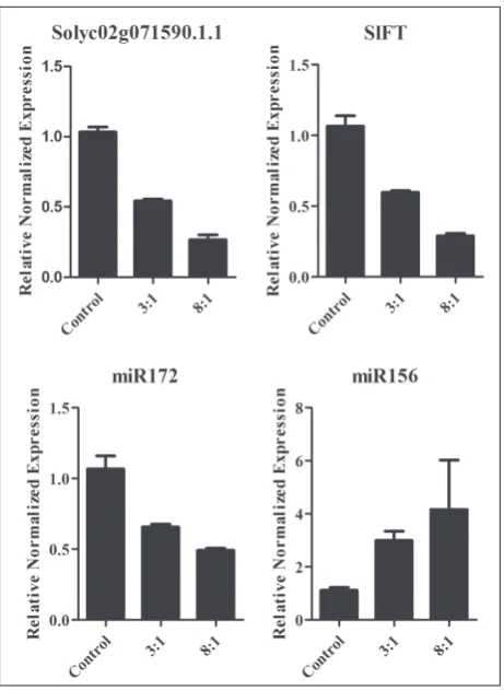 Fig. 5. Expression of flowering-associated genes and microRNAs.The expression patterns of Solyc02g071590.1.1 (SlTPS1), SlFT, miR172 and miR156 were determined by qRT-PCR