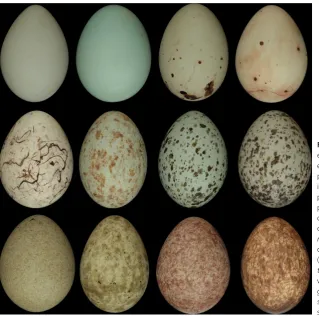 Figure 1. The color and pigment patterns oftorquatussparrow (warbler (glandariusscirpaceuschafﬁnch ((rubetraeggshells vary greatly across avian lineages