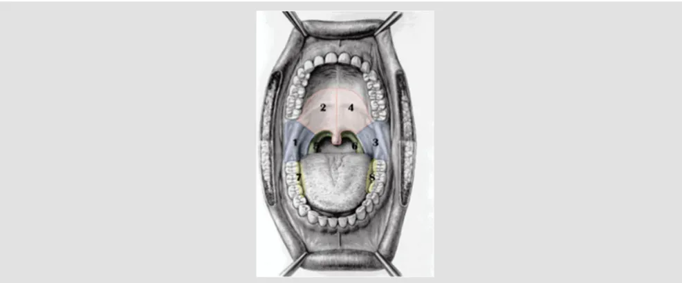 Figure 1: Schematic diagram of the Er:YAG laser irradiation area in the mouth. Regions 1 and 3: the anterior pillar extending to the outer face up to the retromolar region and posterior third of the cheek; Regions 2 and 4: the soft palate and uvula with the lower part of hard palate (two symmetrical regions); Regions 5 and 6: the posterior pillars and tonsils; and Regions 7 and 8: the lateral and bottom sides of the tongue (two symmetrical regions).