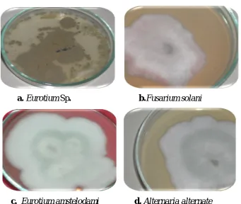 Figure 2 . Plate morphology of  diverse endophytic fungal flora isolated from different  